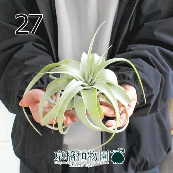 観葉植物 キセログラフィカの人気商品 通販 価格比較 価格 Com