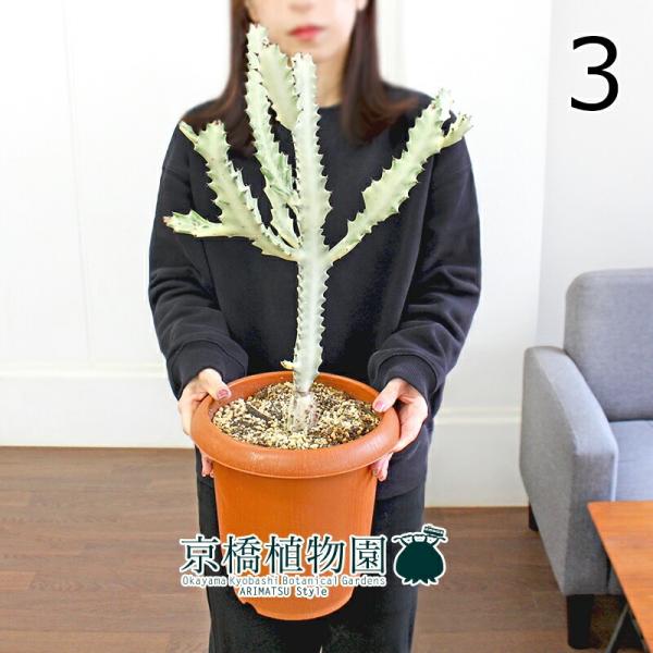 現品】ユーフォルビア・ホワイトゴースト 7号 茶鉢 (3) : 花の