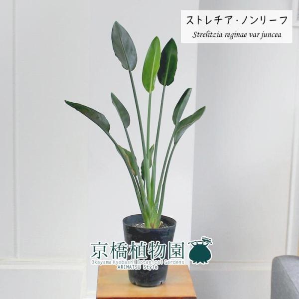 ストレリチア 観葉植物の人気商品 通販 価格比較 価格 Com