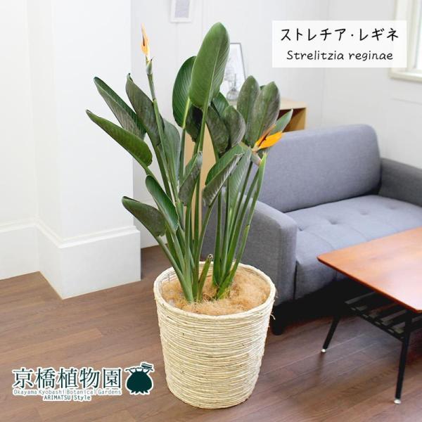 ストレリチア・レギネ10号バスケット鉢カバー付き