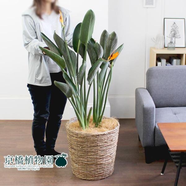 観葉植物 ストレリチア レギネ 10号 strelitzia-reginae-31_1.jpg?