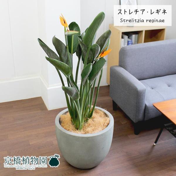 観葉植物 ストレリチア レギネ 10号 green-power_ag-201016-t5