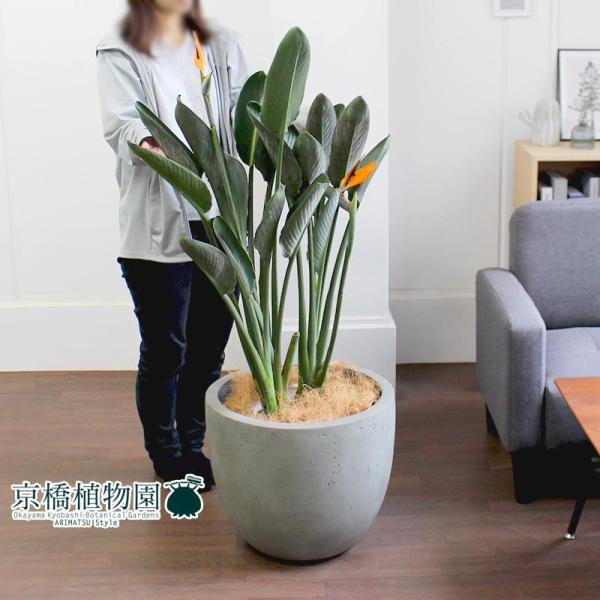 【現品】ストレチア/ストレリチア・レギネ　10号　（１） 観葉植物 ストレリチア (ストレチア) レギネ 10号 プラスチック