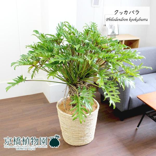 観葉植物 クッカバラ 農業資材 ガーデニング用品の人気商品 通販 価格比較 価格 Com