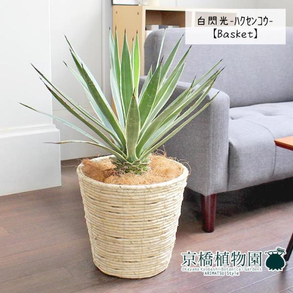 アガベ☆屋外可能8品種セット 観葉植物 アガベ 8号」の人気商品一覧 | 安い商品を通販サイト