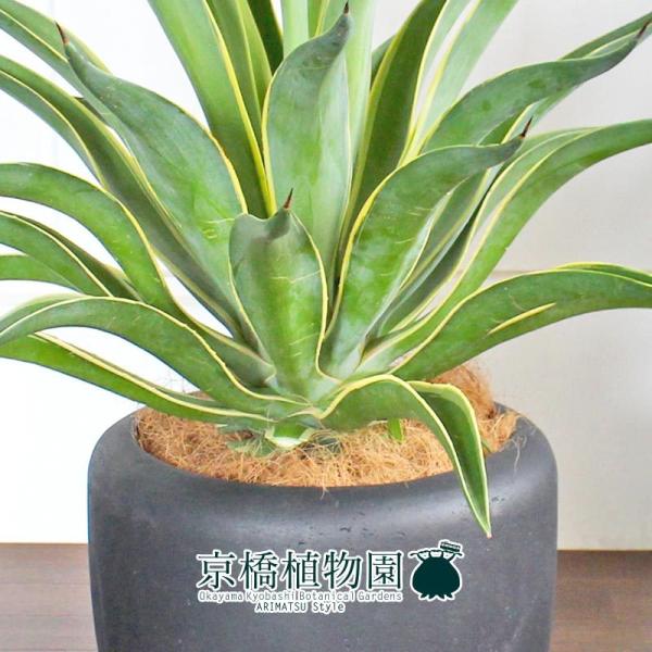 アガベベネズエラ みーこ様 確認 用 アガベベネズエラ みーこ様 確認 用