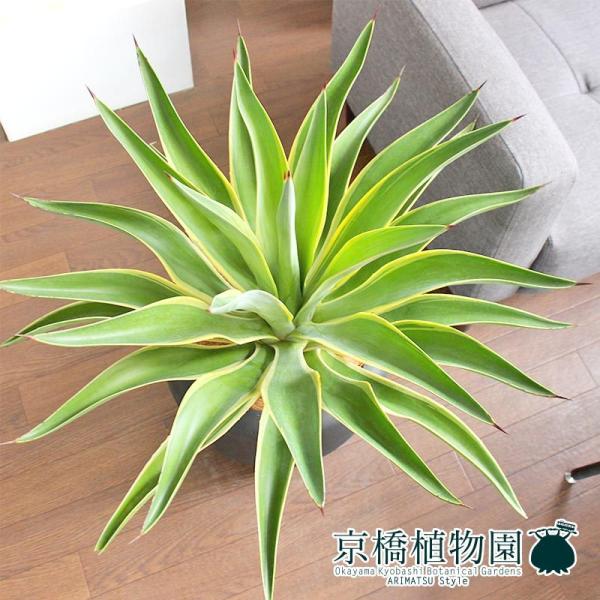 アガベベネズエラ みーこ様 確認 用 green-power_ag-201117-t2