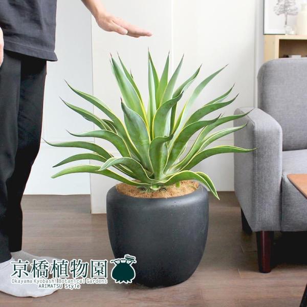 アガベ・ベネズエラ 8号【カンサラ鉢カバー付き/ブラック】 : 花の