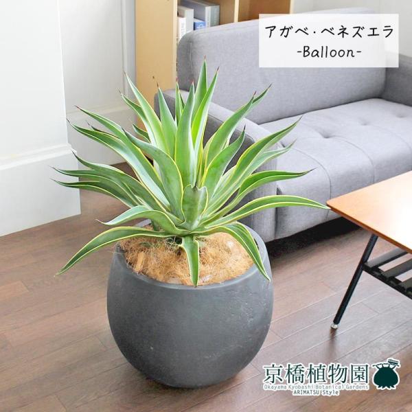 AKxExlYG 8yo[Jo[t/AeB[NuEz