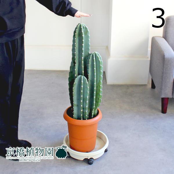 【現品】柱サボテン　3本立　8号　茶鉢　（3） 現品】柱サボテン 3本立 8号 茶鉢（3） : 花のアリマツ Yahoo!店