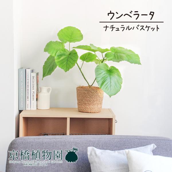 り*ぎ様 フィカス・ウンベラータ、5号陶器鉢入、高さ80cm超、葉痛み有り 観葉植物 フィカス ウンベラータ 5号 曲り プラスチック鉢