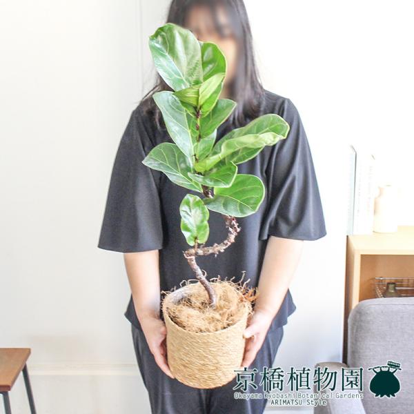 化粧鉢付き!!フィカス バンビーノ カシワバゴムノキ 綺麗な幹曲がり
