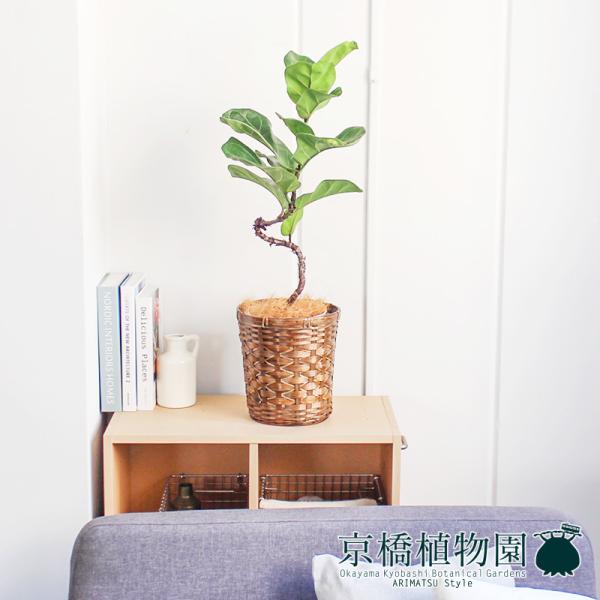 バンブーバスケット鉢カバー】カシワバゴムノキ(フィカス