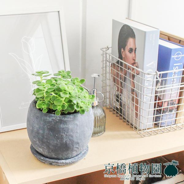 観葉植物 アロマティカスの人気商品 通販 価格比較 価格 Com