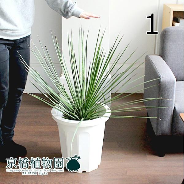 観葉植物 10号 アガベの人気商品 通販 価格比較 価格 Com