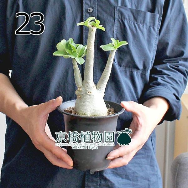 アデニウム 鉢の人気商品 通販 価格比較 価格 Com