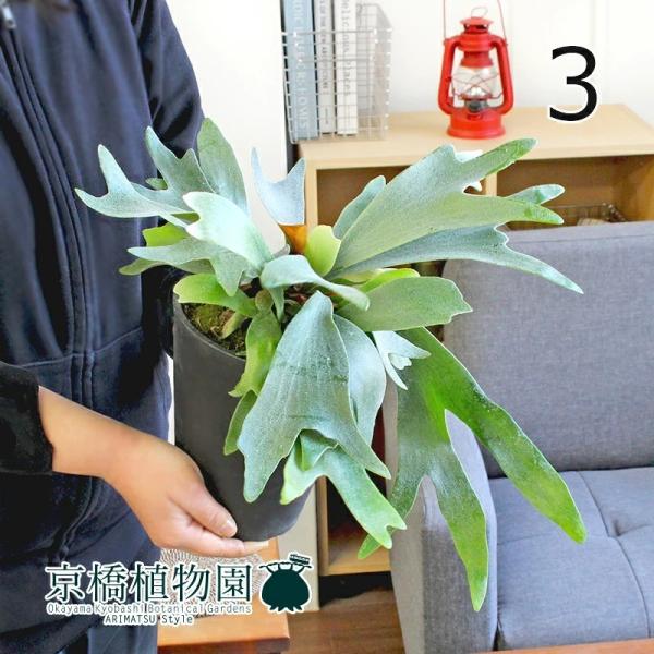 観葉植物 ビカクシダの人気商品 通販 価格比較 価格 Com