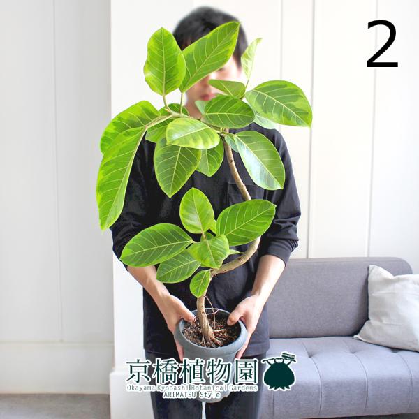 現品 フィカス アルテシーマ 7号 曲がり 黒鉢 4 Saisho No 植物 観葉植物 Tiama Com