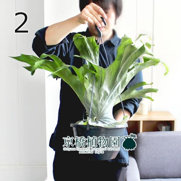 全国宅配無料 現品 コウモリラン グランデ 7号 吊り下げ 2 植物 観葉植物