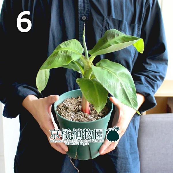 バナナ 観葉植物の人気商品 通販 価格比較 価格 Com
