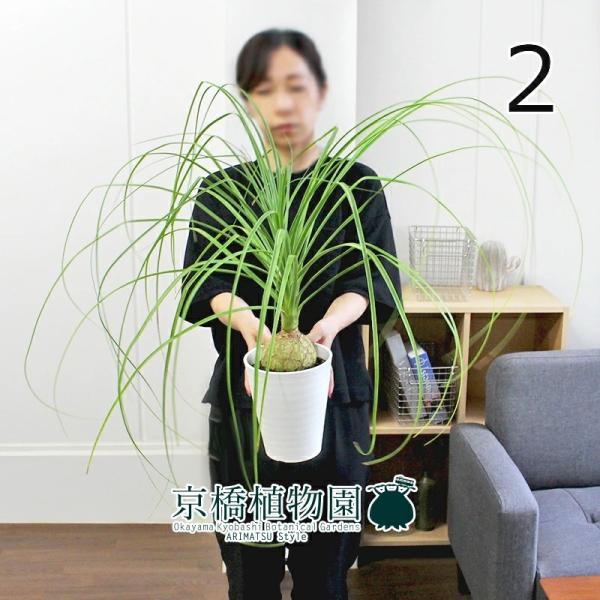 観葉植物 ポニーテールの人気商品 通販 価格比較 価格 Com