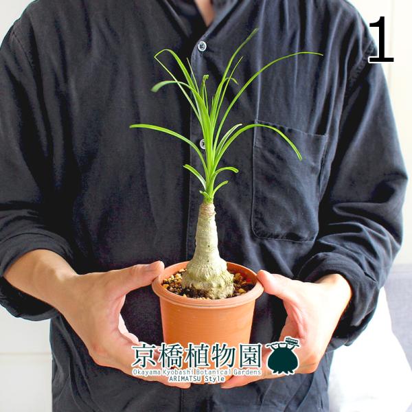 現品】トックリラン/ノリナ/ポニーテール 3.5号 茶鉢（1） : 花