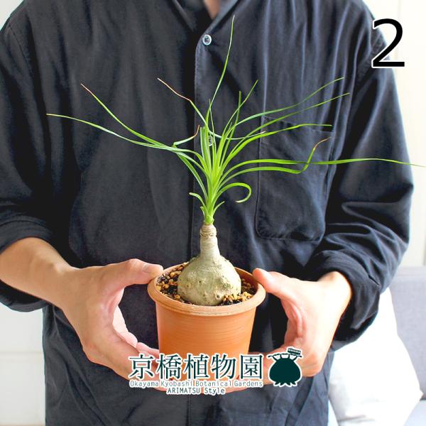 現品】トックリラン/ノリナ/ポニーテール 3.5号 茶鉢（2） : 花の