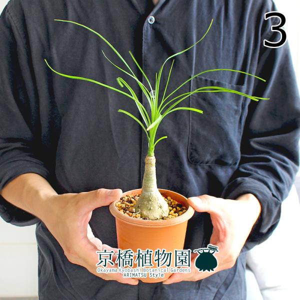 現品　トックリラン　ポニーテール　ノリナ　35番　インテリアグリーン　観葉植物 現品】トックリラン/ノリナ/ポニーテール 3.5号 茶鉢（3） : 花の