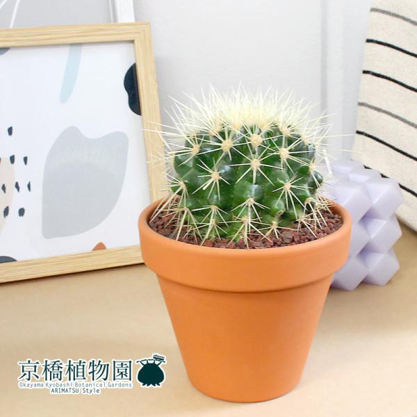 金鯱12号　5月27日発送分 園芸ネット本店｜サボテンの王様：金シャチ（キンシャチ・金鯱）12号