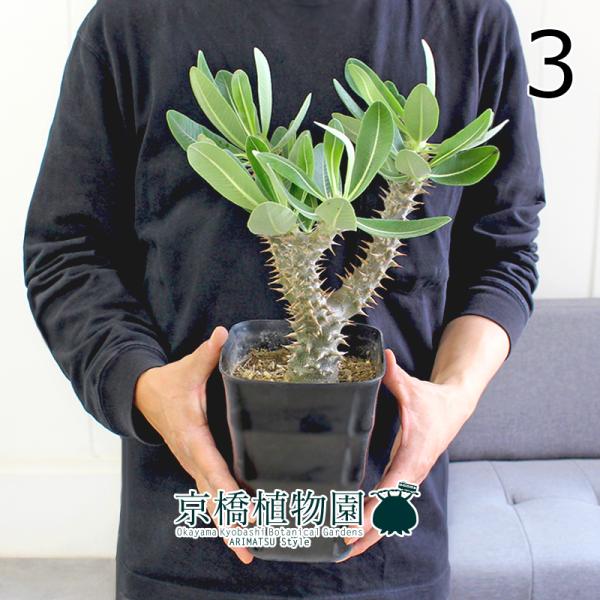 現品】パキポディウム・デンシフローラム 5号 黒角鉢（3） : 花