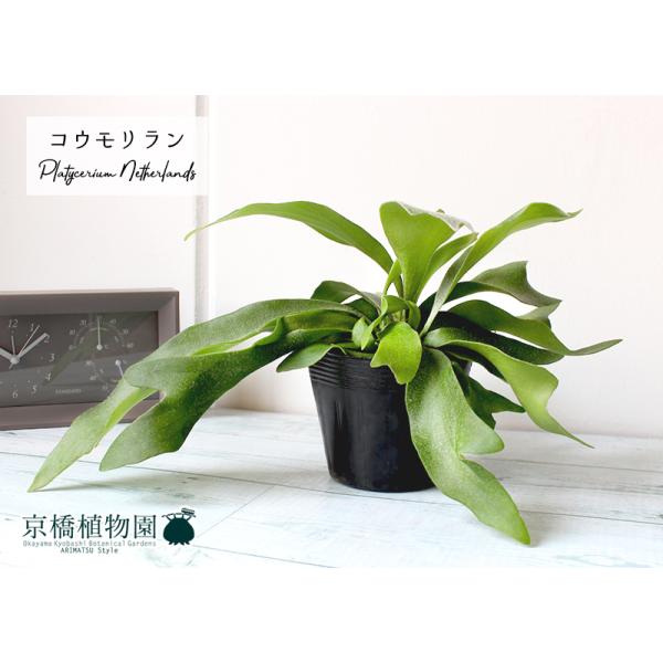 green-power_ag-210901-t1 green-power_ag-210901-t1