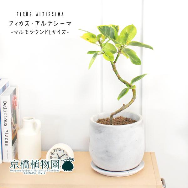 tBJXEAeV[}@Ȃy}EhLTCY/󂯎Mtz