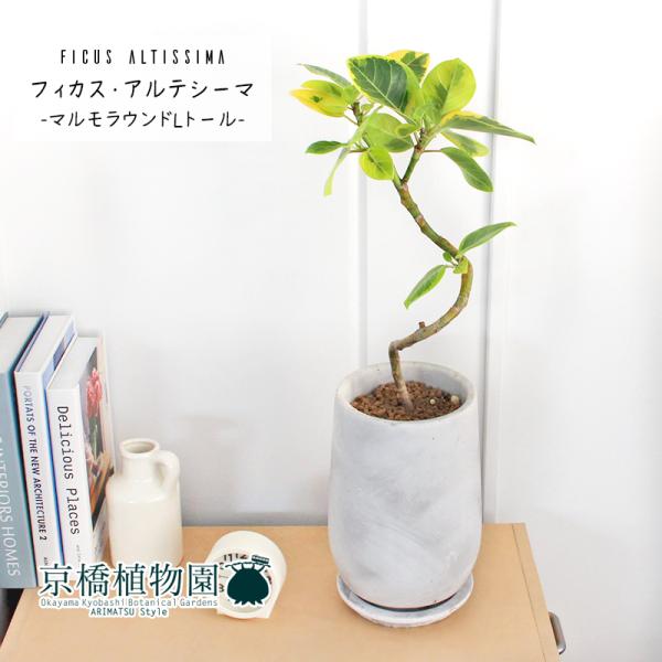 tBJXEAeV[}@Ȃy}Ehg[LTCY/󂯎Mtz