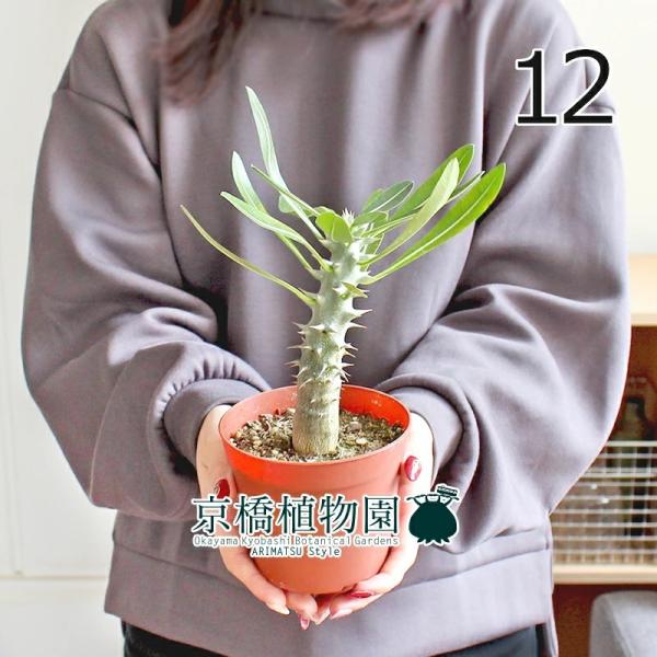 現品】パキポディウム エブレネウム 6号