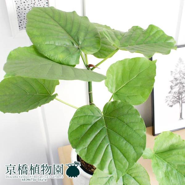 カレントS/ブラック】フィカス・ウンベラータ【受け皿付き】 : 花の