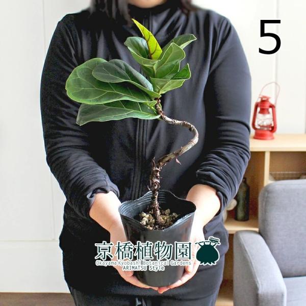 観葉植物 4号 フィカスの人気商品 通販 価格比較 価格 Com