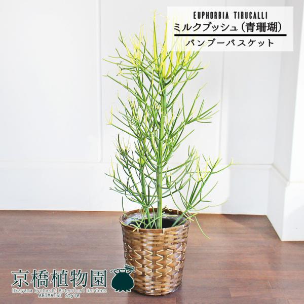 観葉植物 ミルクブッシュの人気商品 通販 価格比較 価格 Com