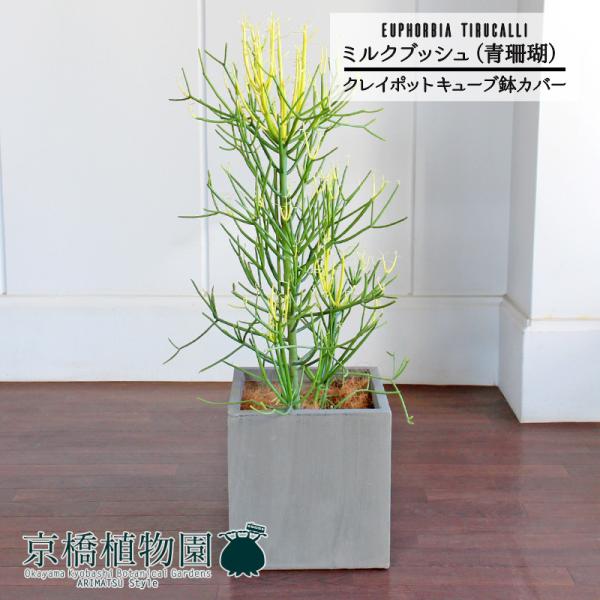 ミドリサンゴ ミルクブッシュ 130cm 楽天市場】【送料無料】ミルクブッシュ 多肉植物の苗木 多肉植物