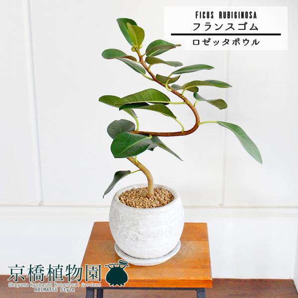 y[b^{ESTCY/zCgztXS@Ȃy󂯎Mtzpot