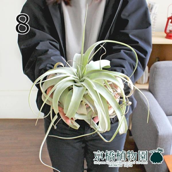 観葉植物 キセログラフィカの人気商品 通販 価格比較 価格 Com