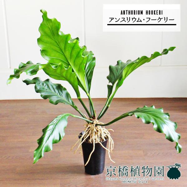 アンスリウム・フーケリー 6号の魅力と育て方ガイド