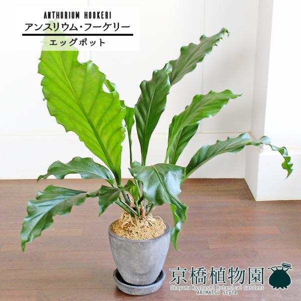 yGbO|bg/ubNzAXEEt[P[@7GyՂ肽܂^̔z