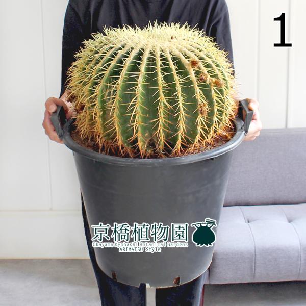 現品】サボテン 金鯱（キンシャチ） 15号（1） : 花のアリマツ Yahoo