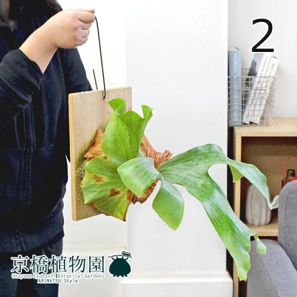 現品】 コウモリラン・ステマリア 板付き 吊り下げ (2) : 花のアリマツ 
