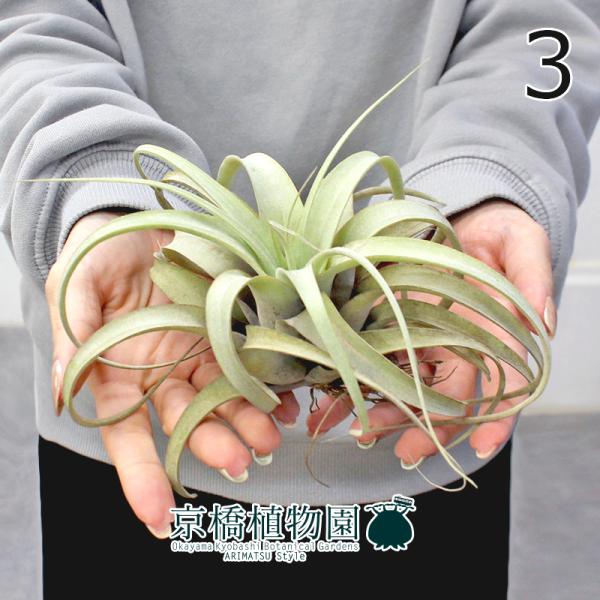 現品】チランジア・キセログラフィカ Sサイズ（3） : 花のアリマツ