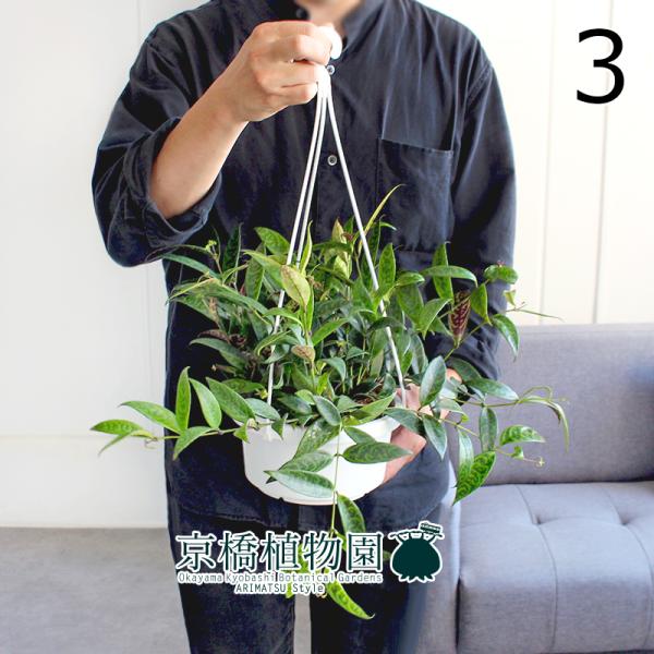 吊り下げ 鉢 観葉植物の人気商品 通販 価格比較 価格 Com