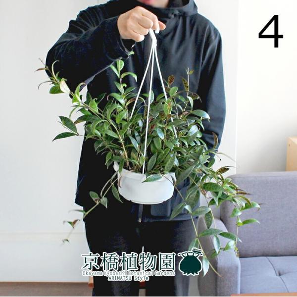 吊り下げ 鉢 観葉植物の人気商品 通販 価格比較 価格 Com