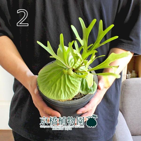 観葉植物 ビカクシダ リドレイ 観葉植物の人気商品 通販 価格比較 価格 Com