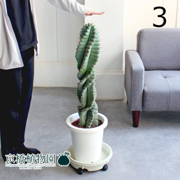 【現品】サボテン　スピラリス　8号　白鉢　（3） 現品】サボテン スピラリス 8号 白鉢（3） : 花のアリマツ Yahoo