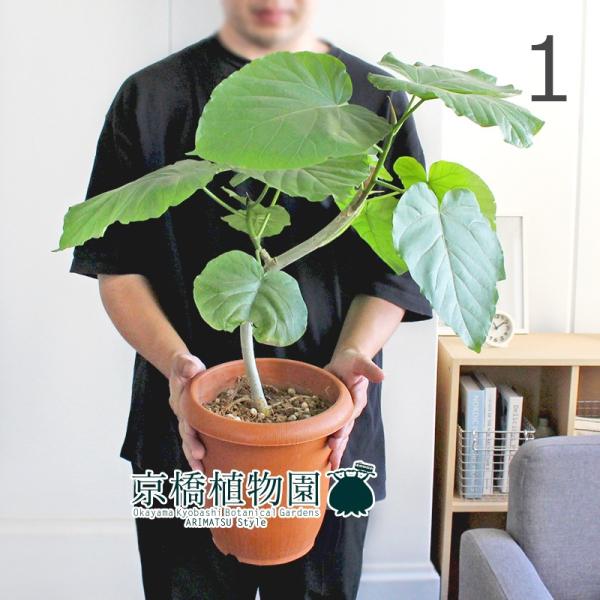 良質 フィカス 8号 ウンベラータ 花 観葉植物